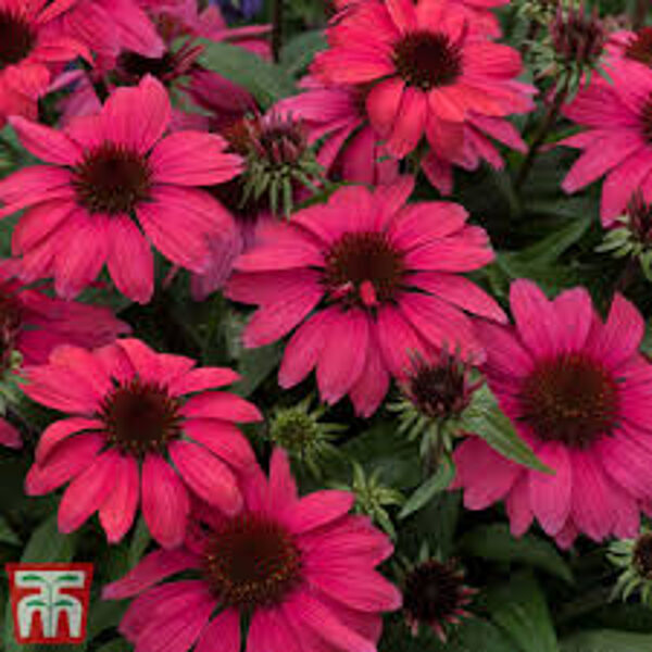 Echinacea  purpurea SOMBRERO